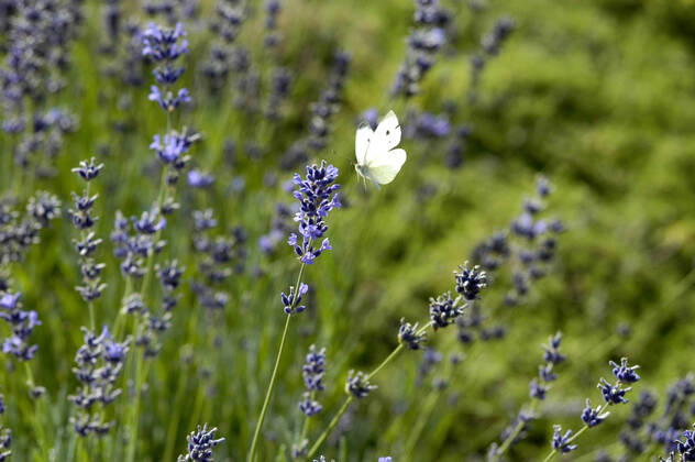 Lavendel, Schmalblaettriger Lavendel, Echter Lavendel (Lavandula angustifolia, Lavandula officinalis), bluehender Lavendel mit Weissling, Deutschland English lavender (Lavandula angustifolia, Lavandula officinalis), blooming lavender with white, Germany BLWS648755