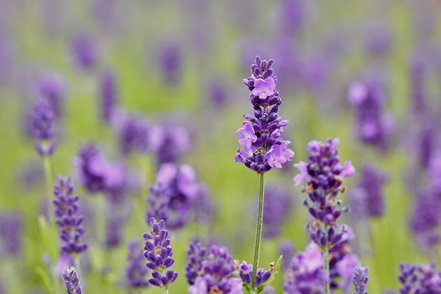 Lavendel, Schmalblaettriger Lavendel, Echter Lavendel (Lavandula angustifolia, Lavandula officinalis), bluehend English lavender (Lavandula angustifolia, Lavandula officinalis), blooming BLWS648949
