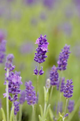 Lavendel, Schmalblaettriger Lavendel, Echter Lavendel (Lavandula angustifolia, Lavandula officinalis), bluehend English lavender (Lavandula angustifolia, Lavandula officinalis), blooming BLWS648950