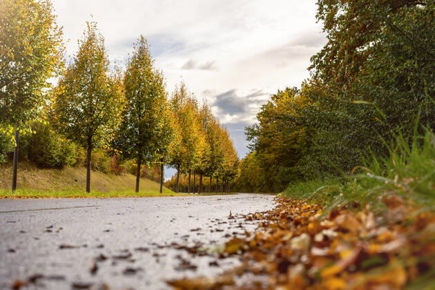 wet autumn road with fallen brown leaves.