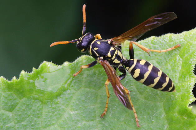 European Paper Wasp European paper wasp (Polistes dominula) on a leaf in Toronto, Ontario, Canada, on August 08, 2021. Toronto ONTARIO Canada friedman-european210808_np4Uc  Copyright: xCreativexTouchxImagingxLtdx