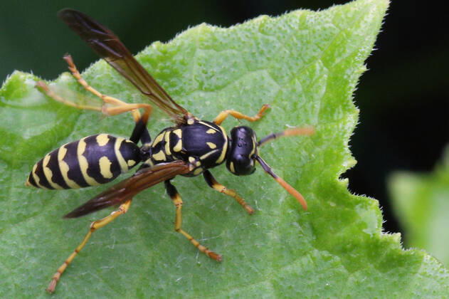 European Paper Wasp European paper wasp (Polistes dominula) on a leaf in Toronto, Ontario, Canada, on August 08, 2021. Toronto ONTARIO Canada friedman-european210808_npQyY  Copyright: xCreativexTouchxImagingxLtdx
