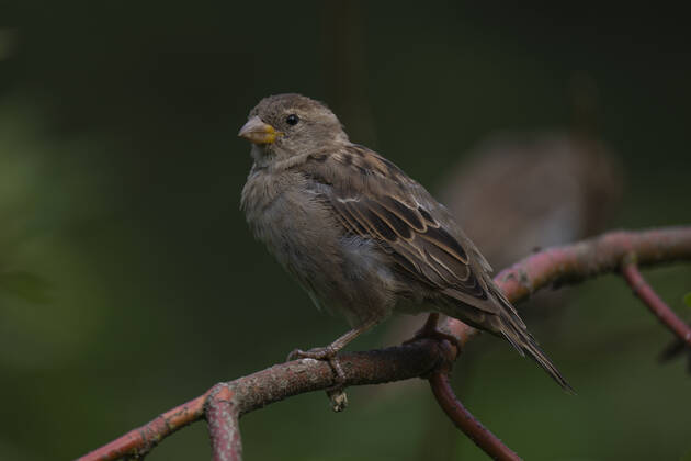 Ein Feldsperling (Passer montanus) oder Feldspatz auf einem Ast in Berlin-Friedrichsfelde. Foto: Volker Hohlfeld Feldsperling