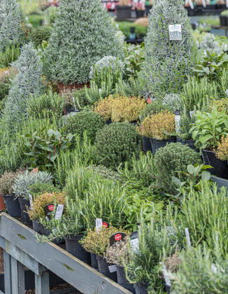 Lavendel, Schmalblaettriger Lavendel, Echter Lavendel, Hidcote (Lavandula angustifolia Hidcote , Lavandula angustifolia Hidcote, Lavandula officinalis), Sorte Hidcote auf einem Kraeutertisch English lavender (Lavandula angustifolia Hidcote , Lavandula angustifolia Hidcote, Lavandula officinalis), cultivar Hidcote, Germany BLWS649656