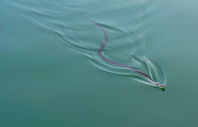 Creative Highlights World Ringelnatter GER, 20210822 Symbolbild, Schwimmende Ringelnatter