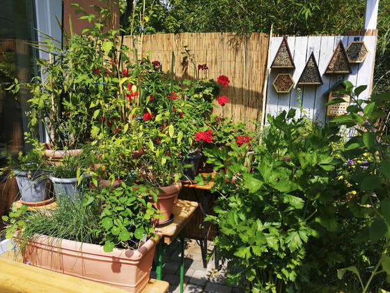 garten,balkon,topfpflanzen,terrasse,blumentöpfe,gartenanlage,gartenanlagen,gärten,balkone,balkons,pflanze,pflanzen,topfpflanze,terrassen,blumentopf