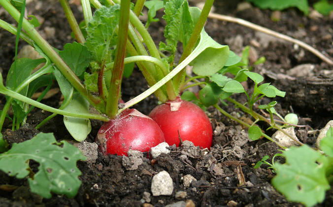 IMAGO Creative, Sommer, Food, Radieschen radieschen,gemüsebeet,beet,beete,gemüsebeete