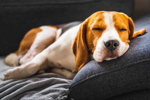 schlafen,hund,schlaf,schlafend,hunde