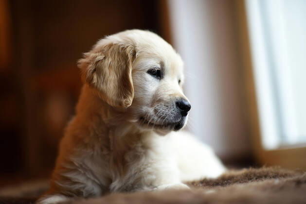 welpe,golden retriever,hund,hunde,hundebaby,hundewelpe,junghund,jungtier,tierjunges,welpen,retriever