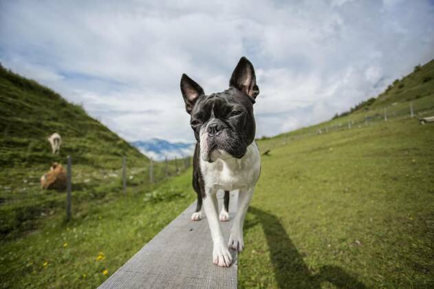 IMAGO Creative: Sommer, In den Bergen Boston Terrier in the Austrian Alps, 11.10.2020, Copyright: xnailiaschwarzx Panthermedia21156761