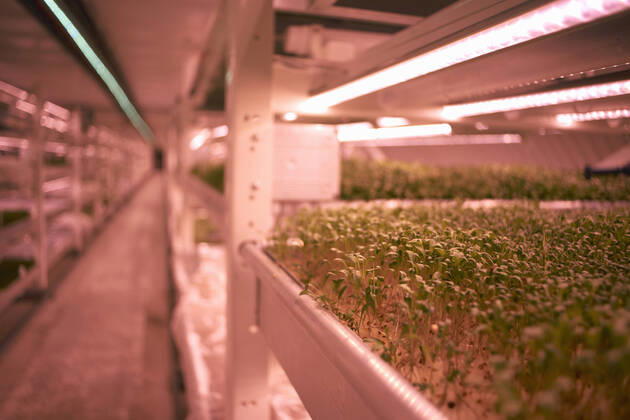 IMAGO Creative: Klimawandel - Zukunft und Innovation Close up of micro greens tray in underground tunnel nursery, London, UK, 13.05.2016, Copyright: xPeterxMullerx , property released, pink,close-up,differential focus,small business,abundance,control,cultivation,growth,healthy eating,innovation,nature,fresh,tray,shelf,in a row,aisle,tunnel,indoors,united kingdom,london,environmental issue,food,leafy vegetable,salad,industry,fluorescent light,nobody,food industry,tube,plant nursery,micro greens,shallow focus,underground,led lightbulb,May 2016 Release,science and technology,artificial light,hydroponics,Hydroponics,Abundance,Control,Freshness,Growth,Innovation,In A Row,Pink,No People,England,London,Close-Up,Selective Focus,Cultivated,Food,Salad,Tray,Electric Light,Strip Lighting,Shelf,Symbol,O Ref:IS09AX9ZD