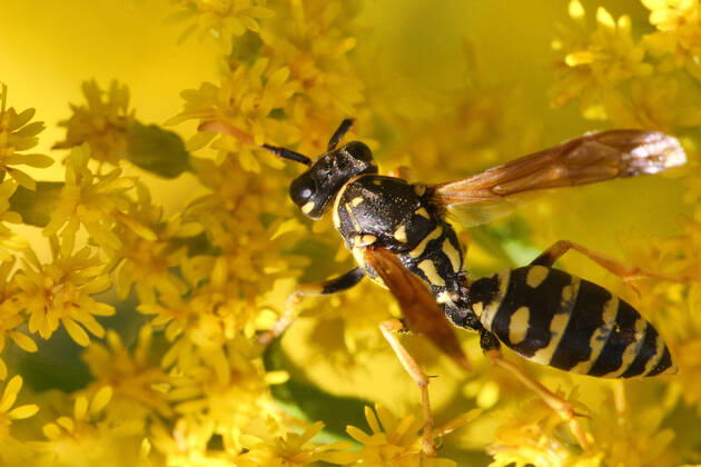 European Paper Wasp European paper wasp (Polistes dominula) on flowers in Toronto, Ontario, Canada, on September 11, 2021. Toronto ONTARIO Canada friedman-european210911_npLJu  Copyright: xCreativexTouchxImagingxLtdx