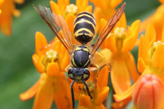 European Paper Wasp European paper wasp (Polistes dominula) on Butterfly Milkweed (asclepias tuberosa) flowers in Toronto, Ontario, Canada, on September 11, 2021. Toronto ONTARIO Canada friedman-european210911_npk6y  Copyright: xCreativexTouchxImagingxLtdx