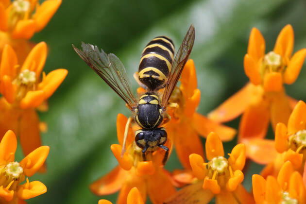 European Paper Wasp European paper wasp (Polistes dominula) on Butterfly Milkweed (asclepias tuberosa) flowers in Toronto, Ontario, Canada, on September 11, 2021. Toronto ONTARIO Canada friedman-european210911_npn3g  Copyright: xCreativexTouchxImagingxLtdx