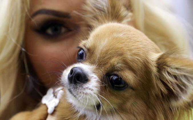 MOSCOW, RUSSIA â€“ SEPTEMBER 28, 2021: A dog with its owner at a ceremony to present the 2021 Golden Pet Awards at the Federation Tower of the Moscow International Business Centre. Vladimir Gerdo TASS  TS112594