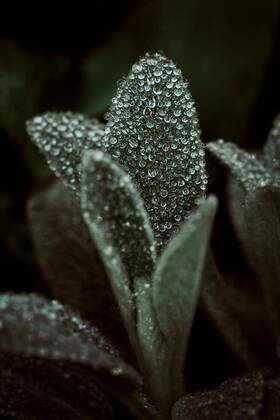 IMAGO Creative: Ende des Sommers  Drops of dew on green leaves the background nature, 12.10.2020, Copyright: xRuslan117x Panthermedia26117105