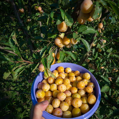 Mirabellenernte - Schale mit gepflückten Mirabellen vor einem Mirabellenbaum. Die gelben Mirabellen - auch gelbe Zwetschen genannt sind eine Unterart der Pflaume. Die Fruchte - die etwas größer als Kirschen sind, eignen sich gut zur Verwendung von Mirabellenmarmelade und -kompott, werden aber auch gerne zum Mirabellenbrand veredelt. Natürlich schmecken sie frisch gepflückt auch prima. Symbolfoto. Region Weser-Ems Niedersachsen Deutschland