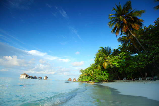 maldives landscape ocean palm sky Copyright: xx 6419006