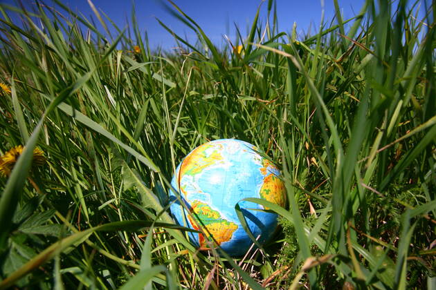globe of planet earth in green grass Copyright: xx 8085532