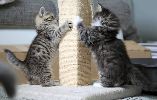 17.09.2021, Bernau, Brandenburg, GER - Katzenbabies schaerfen ihre Krallen an einem Kratzbaum. (Bernau, Brandenburg, deutsch, Deutschland, domestiziert, Europa, europaeisch, Fauna, Felidae, Haltung, Hauskatzen, Haustiere, Haustierhaltung, Heimtiere, innen, Innenaufnahme, jung, Jungtiere, Katzen, Katzenbabies, Katzenbaby, Katzenkinder, Katzenrasse, Katzenverhalten, Krallen schaerfen, Kratzbaum, Langhaar, Langhaarkatzen, Nachwuchs, Natur, niemand, QF, Querformat, Rassekatzen, Sibirische Katzen, Sibirische Waldkatzen, Stubentiger, Tiere, Tierhaltung, Tierreich, Tierwelt, Verhalten, Verhaltensweise, Waldkatzen, Westeuropa) 210917D816KATZEN