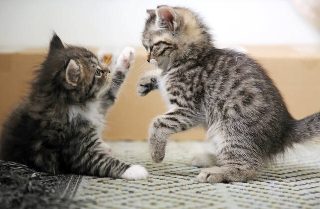 17.09.2021, Bernau, Brandenburg, GER - Katzenbabies balgen miteinander. (balgen, Bernau, Brandenburg, deutsch, Deutschland, domestiziert, Europa, europaeisch, Fauna, Felidae, Haltung, Hauskatzen, Haustiere, Haustierhaltung, Heimtiere, innen, Innenaufnahme, jung, Jungtiere, kaempfen, Katzen, Katzenbabies, Katzenbaby, Katzenkinder, Katzenrasse, Katzenverhalten, Langhaar, Langhaarkatzen, Nachwuchs, Natur, niemand, QF, Querformat, Rangkampf, Rangordnung, Rassekatzen, Sibirische Katzen, Sibirische Waldkatzen, Stubentiger, tatzen, Tiere, Tierhaltung, Tierreich, Tierwelt, Verhalten, Verhaltensweise, Waldkatzen, Westeuropa) 210917D821KATZEN