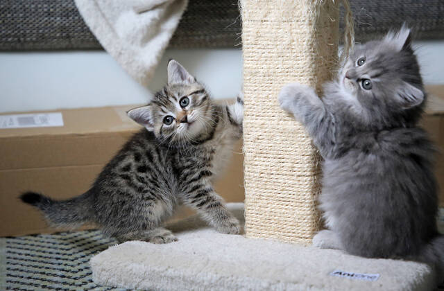 17.09.2021, Bernau, Brandenburg, GER - Katzenbabies schaerfen ihre Krallen an einem Kratzbaum. (Bernau, Brandenburg, deutsch, Deutschland, domestiziert, Europa, europaeisch, Fauna, Felidae, Haltung, Hauskatzen, Haustiere, Haustierhaltung, Heimtiere, innen, Innenaufnahme, jung, Jungtiere, Katzen, Katzenbabies, Katzenbaby, Katzenkinder, Katzenrasse, Katzenverhalten, Krallen schaerfen, Kratzbaum, Langhaar, Langhaarkatzen, Nachwuchs, Natur, niemand, QF, Querformat, Rassekatzen, Sibirische Katzen, Sibirische Waldkatzen, Stubentiger, Tiere, Tierhaltung, Tierreich, Tierwelt, Verhalten, Verhaltensweise, Waldkatzen, Westeuropa) 210917D855KATZEN