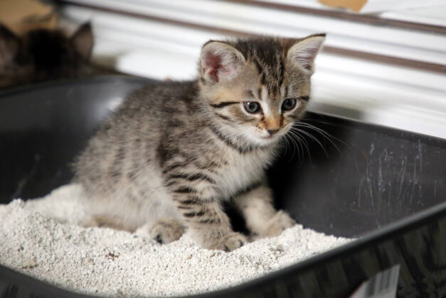 17.09.2021, Bernau, Brandenburg, GER - Katzenbaby sitzt im Katzenklo. (Bernau, Brandenburg, deutsch, Deutschland, domestiziert, Europa, europaeisch, Fauna, Felidae, Haltung, Hauskatze, Haustier, Haustierhaltung, Heimtier, innen, Innenaufnahme, jung, Jungtier, Katze, Katzenbaby, Katzenkind, Katzenklo, Katzenrasse, Katzenstreu, Katzenverhalten, koten, loesen, Nachwuchs, Natur, niemand, Notdurft, QF, Querformat, Rassekatze, reinlich, Reinlichkeit, Sibirische Katze, Sibirische Waldkatze, sitzen, sitzt, Stubentiger, Tier, Tierhaltung, Tierreich, Tierwelt, urinieren, Verhalten, Verhaltensweise, Waldkatze, Westeuropa) 210917D873KATZEN