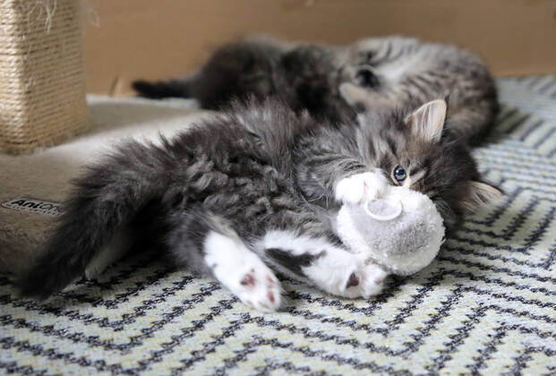 17.09.2021, Bernau, Brandenburg, GER - Katzenbaby spielt mit einer Stoffmaus. (Bernau, Brandenburg, deutsch, Deutschland, domestiziert, Europa, europaeisch, Fauna, Felidae, Haltung, Hauskatze, Haustier, Haustierhaltung, Heimtier, innen, Innenaufnahme, Jagdtrieb, Jagdverhalten, Jungtier, Katze, Katzenbaby, Katzenkind, Katzenrasse, Katzenspiel, Katzenverhalten, Langhaar, Langhaarkatze, Maus, Nachwuchs, Natur, niemand, QF, Querformat, Rassekatze, Sibirische Katze, Sibirische Waldkatze, spielen, spielt, Stoffmaus, Stubentiger, Tier, Tierhaltung, Tierreich, Tierwelt, Verhalten, Verhaltensweise, verspielt, Waldkatze, Westeuropa) 210917D888KATZEN