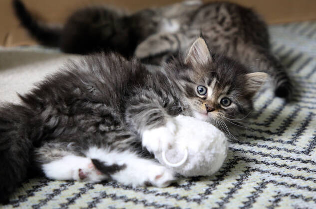 17.09.2021, Bernau, Brandenburg, GER - Katzenbaby spielt mit einer Stoffmaus. (Bernau, Brandenburg, deutsch, Deutschland, domestiziert, Europa, europaeisch, Fauna, Felidae, Haltung, Hauskatze, Haustier, Haustierhaltung, Heimtier, innen, Innenaufnahme, Jagdtrieb, Jagdverhalten, Jungtier, Katze, Katzenbaby, Katzenkind, Katzenrasse, Katzenspiel, Katzenverhalten, Langhaar, Langhaarkatze, Maus, Nachwuchs, Natur, niemand, QF, Querformat, Rassekatze, Sibirische Katze, Sibirische Waldkatze, spielen, spielt, Stoffmaus, Stubentiger, Tier, Tierhaltung, Tierreich, Tierwelt, Verhalten, Verhaltensweise, verspielt, Waldkatze, Westeuropa) 210917D889KATZEN
