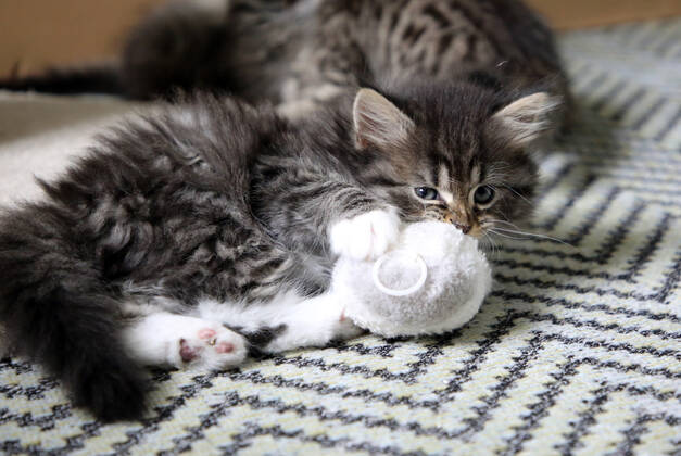 17.09.2021, Bernau, Brandenburg, GER - Katzenbaby spielt mit einer Stoffmaus. (Bernau, Brandenburg, deutsch, Deutschland, domestiziert, Europa, europaeisch, Fauna, Felidae, Haltung, Hauskatze, Haustier, Haustierhaltung, Heimtier, innen, Innenaufnahme, Jagdtrieb, Jagdverhalten, Jungtier, Katze, Katzenbaby, Katzenkind, Katzenrasse, Katzenspiel, Katzenverhalten, Langhaar, Langhaarkatze, Maus, Nachwuchs, Natur, niemand, QF, Querformat, Rassekatze, Sibirische Katze, Sibirische Waldkatze, spielen, spielt, Stoffmaus, Stubentiger, Tier, Tierhaltung, Tierreich, Tierwelt, Verhalten, Verhaltensweise, verspielt, Waldkatze, Westeuropa) 210917D890KATZEN