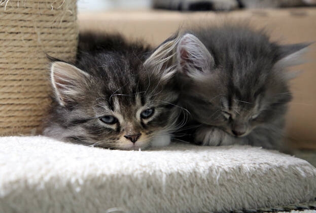 17.09.2021, Bernau, Brandenburg, GER - Katzenbabies sind muede. (Bernau, Brandenburg, deutsch, Deutschland, domestiziert, erschoepft, Erschoepfung, Europa, europaeisch, Fauna, Felidae, Haltung, Hauskatzen, Haustiere, Haustierhaltung, Heimtiere, innen, Innenaufnahme, Jungtiere, Katzen, Katzenbabies, Katzenbaby, Katzenkinder, Katzenrasse, Langhaar, Langhaarkatzen, liegen, liegend, muede, Muedigkeit, Nachwuchs, Natur, niemand, QF, Querformat, Rassekatzen, ruhen, ruhend, ruht, schlaeft, schlafen, Sibirische Katzen, Sibirische Waldkatzen, Stubentiger, Tiere, Tierhaltung, Tierreich, Tierwelt, Waldkatzen, Westeuropa) 210917D900KATZEN