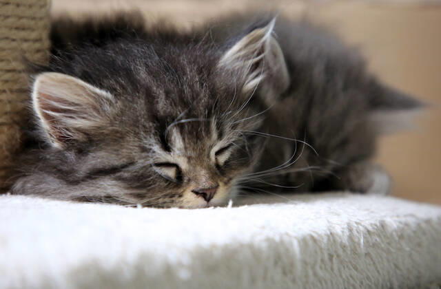 17.09.2021, Bernau, Brandenburg, GER - Katzenbabies schlafen. (Bernau, Brandenburg, deutsch, Deutschland, domestiziert, erschoepft, Erschoepfung, Europa, europaeisch, Fauna, Felidae, Haltung, Hauskatzen, Haustiere, Haustierhaltung, Heimtiere, innen, Innenaufnahme, Jungtiere, Katzen, Katzenbabies, Katzenbaby, Katzenkinder, Katzenrasse, Langhaar, Langhaarkatzen, liegen, liegend, muede, Muedigkeit, Nachwuchs, Natur, niemand, QF, Querformat, Rassekatzen, ruhen, ruhend, ruht, schlaeft, schlafen, Sibirische Katzen, Sibirische Waldkatzen, Stubentiger, Tiere, Tierhaltung, Tierreich, Tierwelt, Waldkatzen, Westeuropa) 210917D903KATZEN