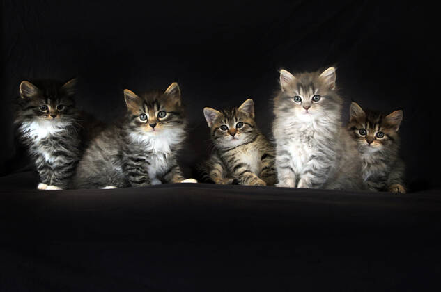 17.09.2021, Bernau, Brandenburg, GER - Katzenbabies schauen aufmerksam zum Betrachter. (aufmerksam, Aufmerksamkeit, Bernau, Blick in die Kamera, Blickkontakt, Brandenburg, deutsch, Deutschland, domestiziert, Doppelseite, Europa, europaeisch, Fauna, Felidae, Freisteller, Gruppe, Haltung, Hauskatzen, Haustiere, Haustierhaltung, Heimtiere, innen, Innenaufnahme, jung, Jungtiere, Kamerablick, Katzen, Katzenbabies, Katzenbaby, Katzenkinder, Katzenrasse, klein, Langhaar, Langhaarkatzen, Nachwuchs, Natur, nebeneinander, niemand, QF, Querformat, Rassekatzen, Sibirische Katzen, Sibirische Waldkatzen, Stubentiger, Textfreiraum, Tiere, Tierhaltung, Tierreich, Tierwelt, Waldkatzen, Westeuropa) 210917D933KATZEN
