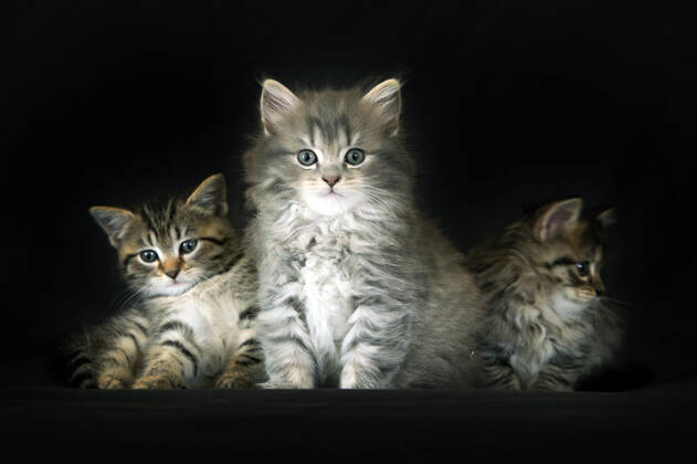 17.09.2021, Bernau, Brandenburg, GER - Katzenbabies. (aufmerksam, Aufmerksamkeit, Bernau, Blick in die Kamera, Blickkontakt, Brandenburg, deutsch, Deutschland, domestiziert, Europa, europaeisch, Fauna, Felidae, Freisteller, Haltung, Hauskatzen, Haustiere, Haustierhaltung, Heimtiere, innen, Innenaufnahme, jung, Jungtiere, Kamerablick, Katzen, Katzenbabies, Katzenbaby, Katzenkinder, Katzenrasse, klein, Langhaar, Langhaarkatzen, Nachwuchs, Natur, nebeneinander, niemand, QF, Querformat, Rassekatzen, Sibirische Katzen, Sibirische Waldkatzen, Stubentiger, Tiere, Tierhaltung, Tierreich, Tierwelt, Waldkatzen, Westeuropa) 210917D935KATZEN