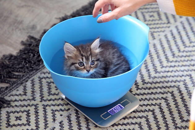 17.09.2021, Bernau, Brandenburg, GER - Katzenbaby sitzt in einer Schuessel und wird gewogen. (Bernau, Brandenburg, deutsch, Deutschland, domestiziert, Europa, europaeisch, Fauna, Felidae, Gewicht, Gewichtskontrolle, Haltung, Hauskatze, Haustier, Haustierhaltung, Heimtier, innen, Innenaufnahme, jung, Jungtier, Katze, Katzenbaby, Katzenkind, Katzenrasse, Langhaar, Langhaarkatze, Nachwuchs, Natur, niemand, QF, Querformat, Rassekatze, Schuessel, Sibirische Katze, Sibirische Waldkatze, Stubentiger, Tier, Tierhaltung, Tierreich, Tierwelt, Waage, Waldkatze, Westeuropa, wiegen) 210917D989KATZEN