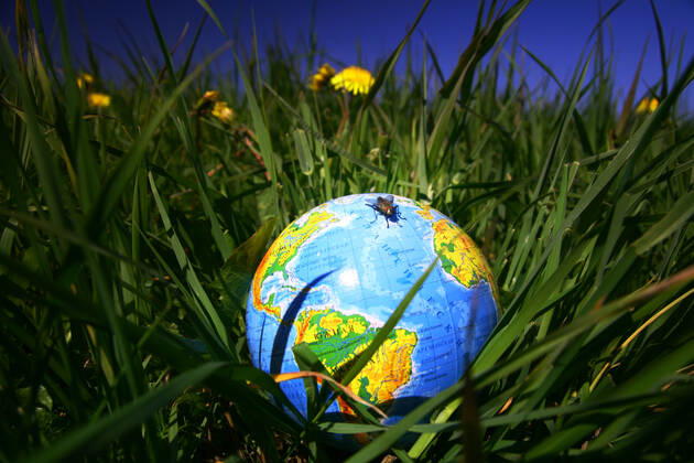 globe of planet earth in green grass Copyright: xx 5842930