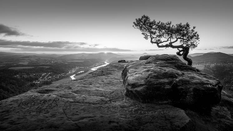 DIe Wetterkiefer auf dem Lilienstein in der Sächsischen Schweiz bei Dresden an einem Morgen Copyright: imageBROKER/FotoatelierxBerlin iblbdh07163114