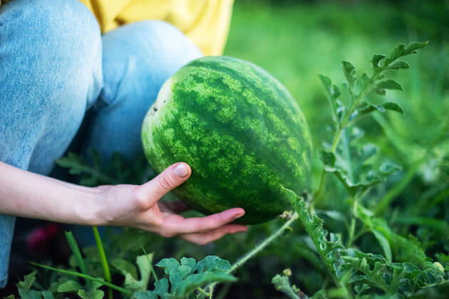 Woman harvests watermelon from her garden Texas City, Texas, United States CR_INCH211123-870538-01 ,model released, Symbolfoto