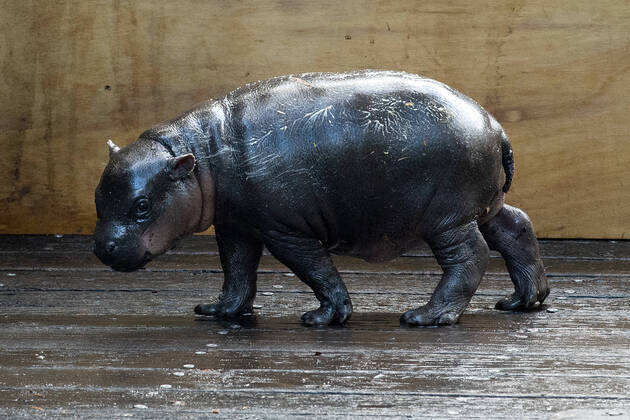 Bilder des Jahres 2021, Entertainment 12 Dezember Entertainment Themen der Woche KW49 Entertainment Bilder des Tages PYGMY HIPPO DEBUT, A two-week-old Pygmy Hippo calf makes her first appearance with her mother Kambiri at Taronga Zoo, Sydney, Thursday, December 9, 2021. ( NO ARCHIVING, EDITORIAL USE ONLY, NO USE IN BOOKS WITHOUT CONSENT SYDNEY NSW AUSTRALIA  Copyright: xBIANCAxDExMARCHIx 20211209001604965193