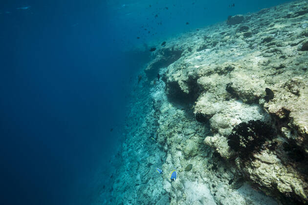 Korallenbleiche auf Riffdach, Nord Male Atoll, Indischer Ozean, Malediven Coral bleached on reef top, North Male Atoll, Indian Ocean, Maldives Korallenbleiche, Malediven