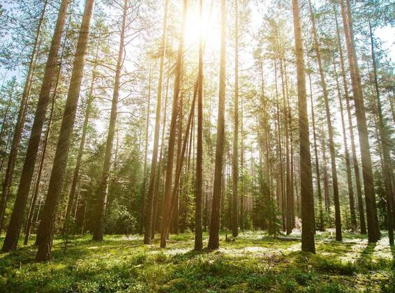 IMAGO Creative: Ende des Sommers  Forest. Wild plants and trees, 21.09.2021, Copyright: xixstudiox Panthermedia23195649