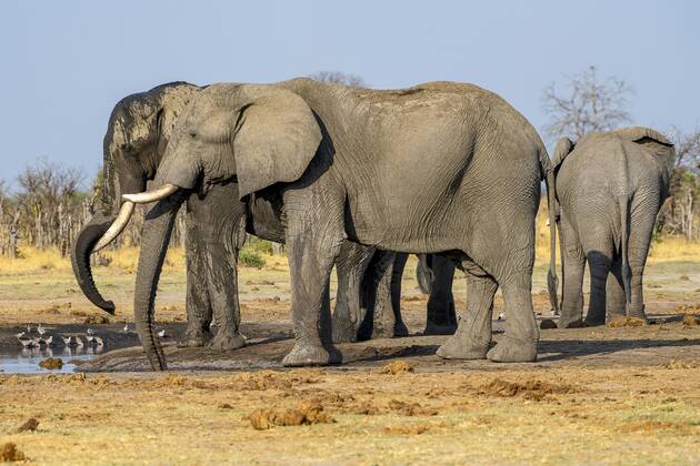 Afrikanischer Buschelefant (Loxodonta africana), Gruppe an Wasserloch, Savuti, Chobe National Park, Botswana, Afrika Copyright: imageBROKER/ErichxSchmidt ibxeri07200346