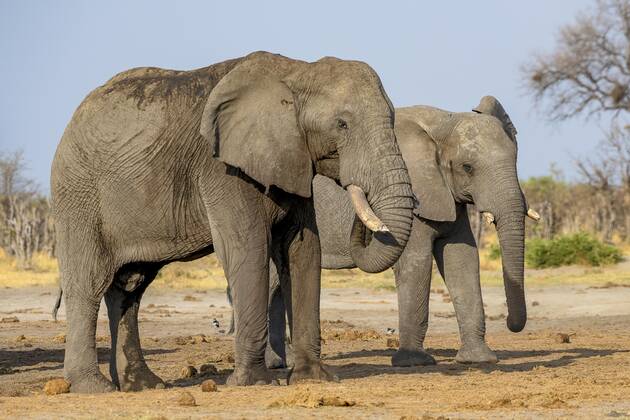 Afrikanischer Buschelefant (Loxodonta africana), Gruppe, Savuti, Chobe National Park, Botswana, Afrika Copyright: imageBROKER/ErichxSchmidt ibxeri07200547