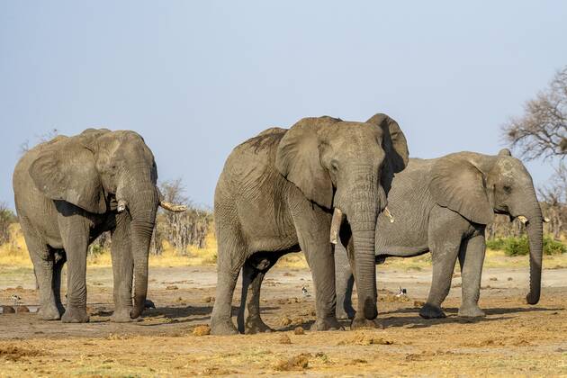 Afrikanischer Buschelefant (Loxodonta africana), Gruppe, Savuti, Chobe National Park, Botswana, Afrika Copyright: imageBROKER/ErichxSchmidt ibxeri07200549