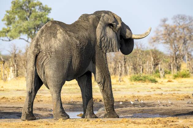 Afrikanischer Buschelefant (Loxodonta africana), Savuti, Chobe National Park, Botswana, Afrika Copyright: imageBROKER/ErichxSchmidt ibxeri07200550