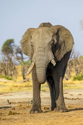 Afrikanischer Buschelefant (Loxodonta africana), frontal, Savuti, Chobe National Park, Botswana, Afrika Copyright: imageBROKER/ErichxSchmidt ibxeri07200552
