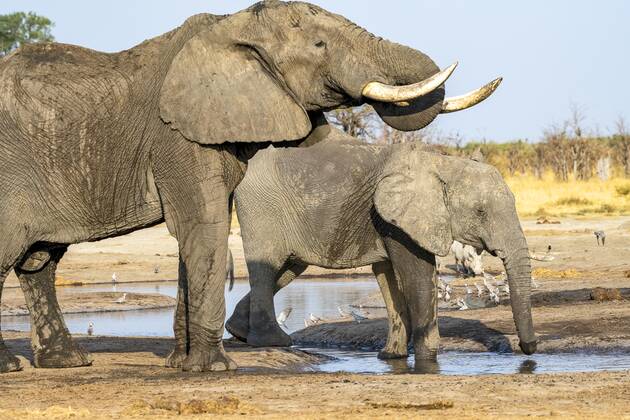 Afrikanischer Buschelefant (Loxodonta africana), Gruppe, Savuti, Chobe National Park, Botswana, Afrika Copyright: imageBROKER/ErichxSchmidt ibxeri07200557