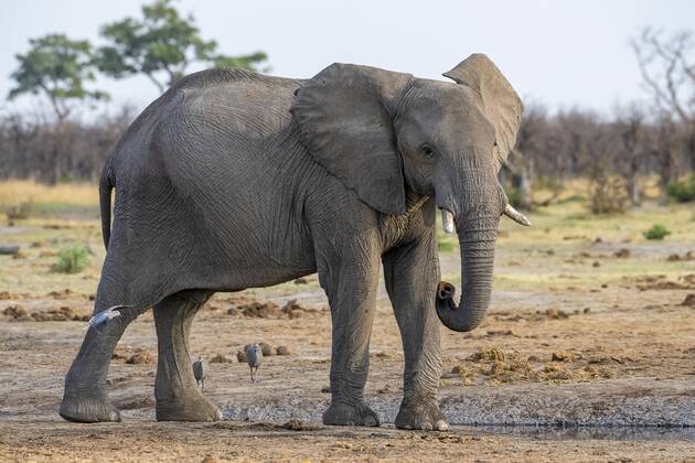 Afrikanischer Buschelefant (Loxodonta africana), Jungtier, Savuti, Chobe National Park, Botswana, Afrika Copyright: imageBROKER/ErichxSchmidt ibxeri07200558