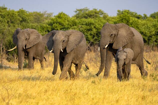 Afrikanischer Buschelefant (Loxodonta africana), Gruppe mit Jungtier, Savuti, Chobe National Park, Botswana, Afrika Copyright: imageBROKER/ErichxSchmidt ibxeri07200654
