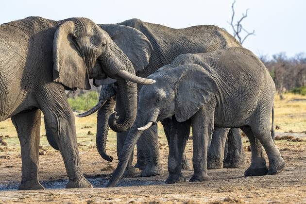 Afrikanischer Buschelefant (Loxodonta africana), Gruppe, Savuti, Chobe National Park, Botswana, Afrika Copyright: imageBROKER/ErichxSchmidt ibxeri07200662